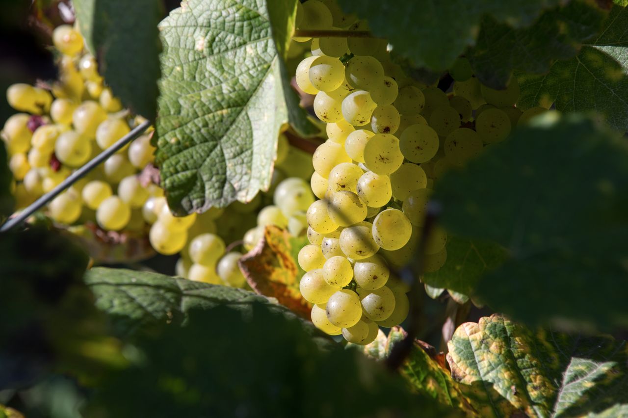 Vignoble Raisin Savagnin 2825