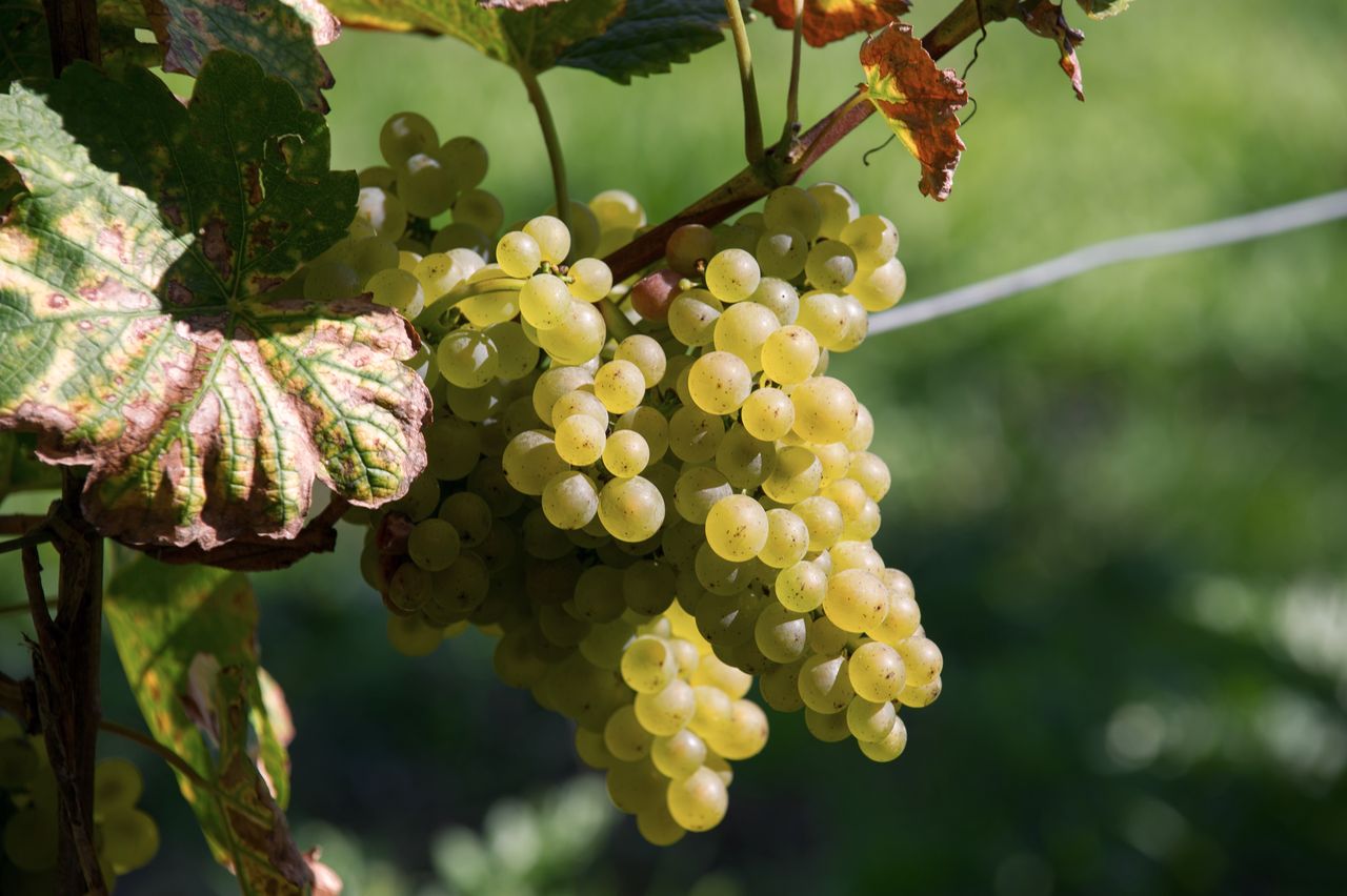 Vignoble Raisin Savagnin 2852