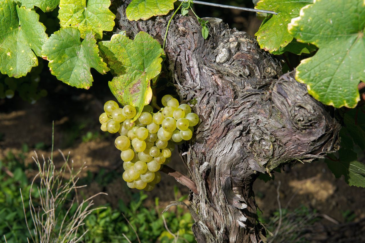 Vignoble Raisin Savagnin 2866