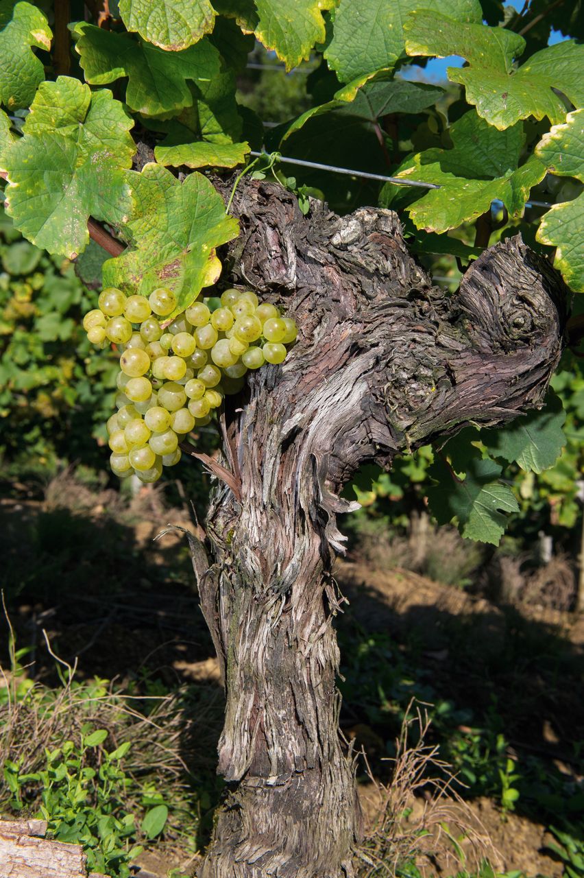 Vignoble Raisin Savagnin 2870