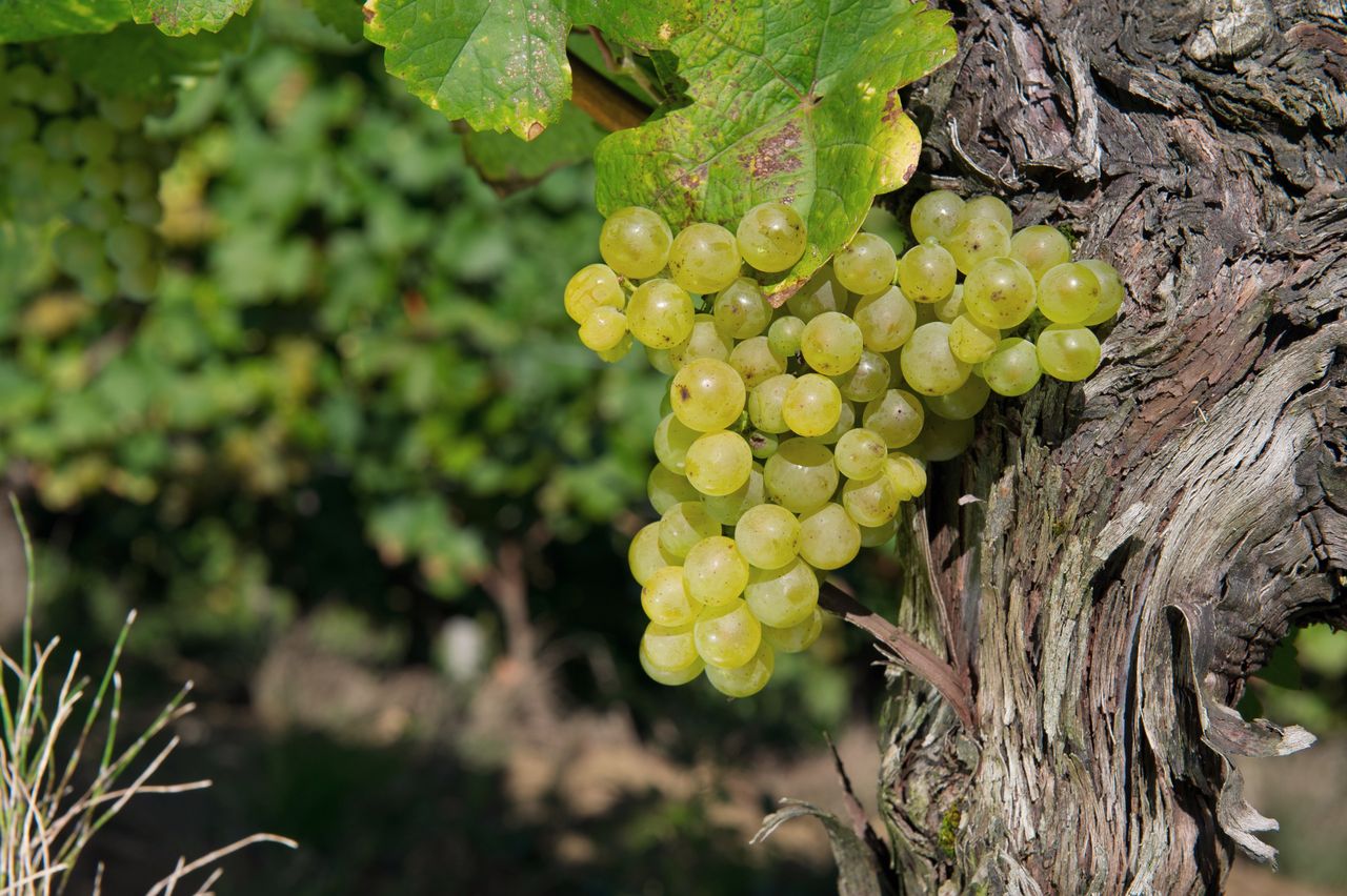 Vignoble Raisin Savagnin 2878