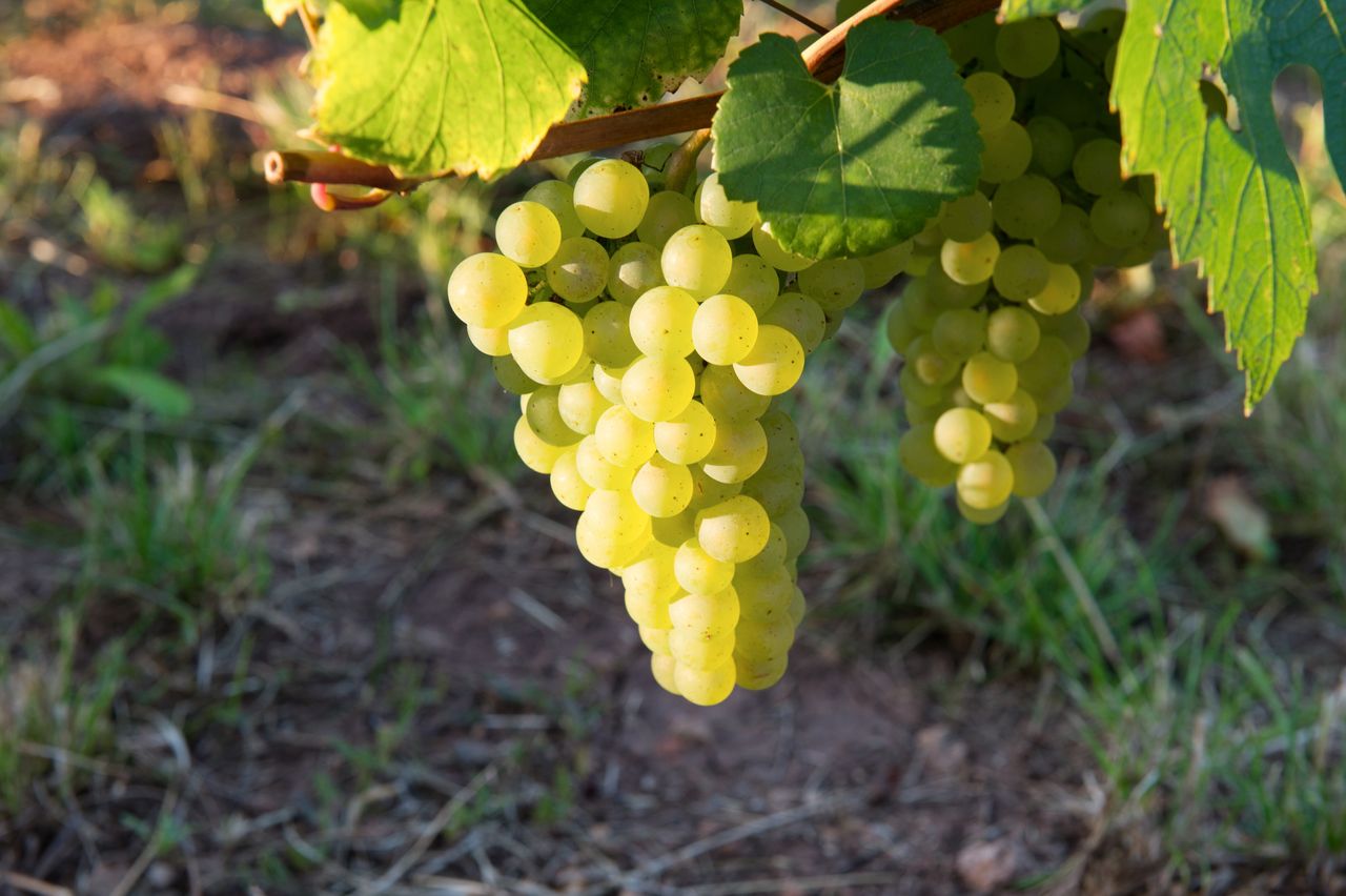 Vignoble Raisin Savagnin 8541