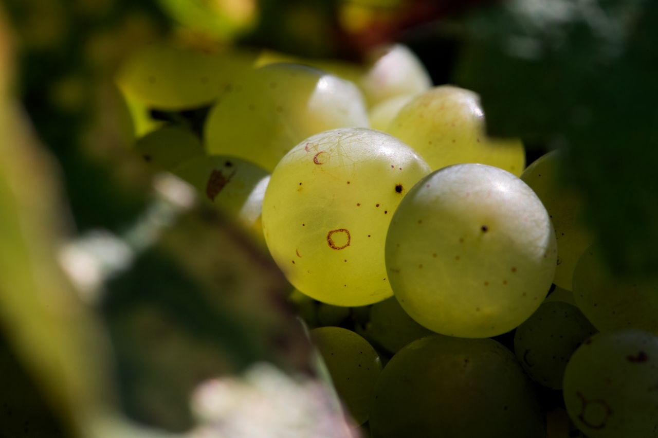 Vignoble Raisin Savagnin 3327