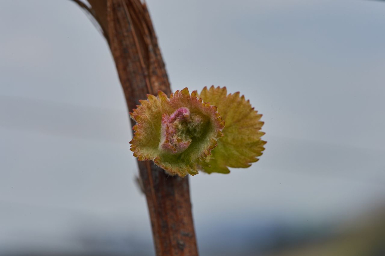 Vignoble Saison Avril BI-0040