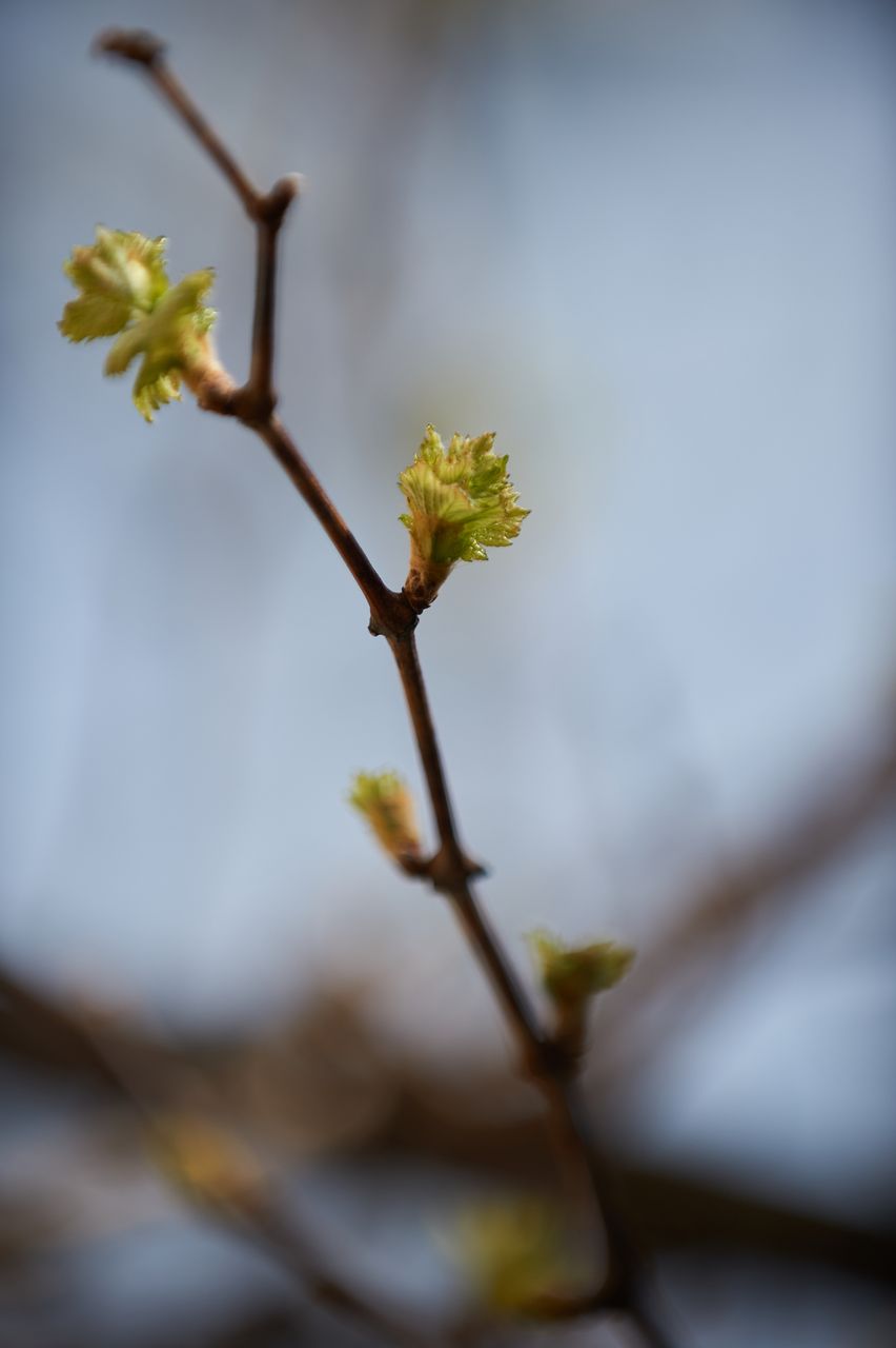 Vignoble Saison Avril BI-0041