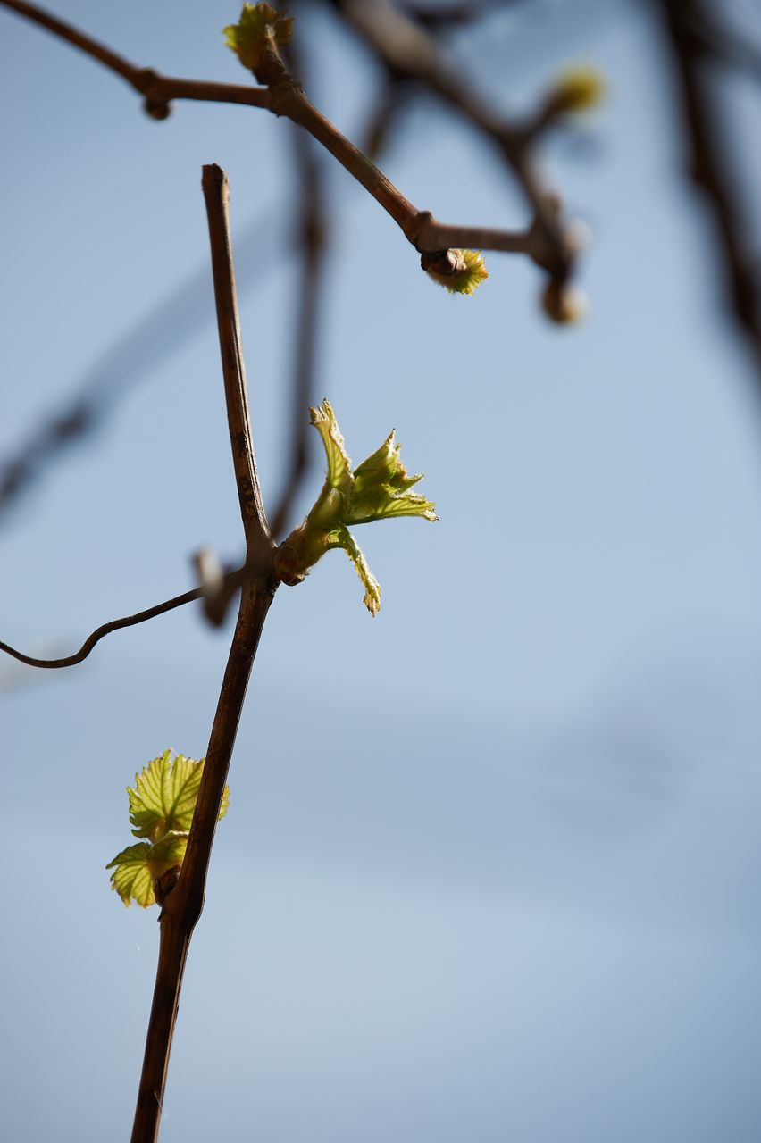 Vignoble Saison Avril BI-0043
