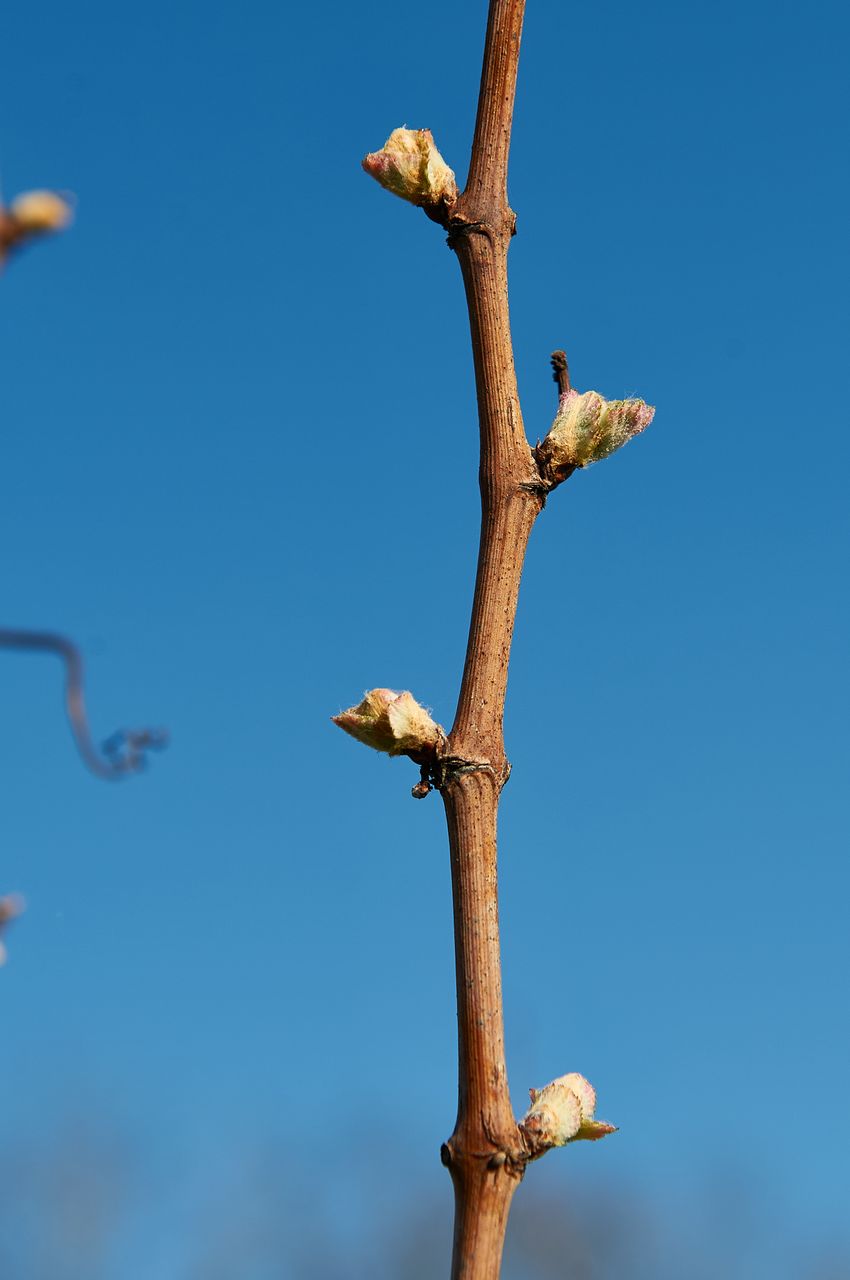 Vignoble Saison Avril BI-0044