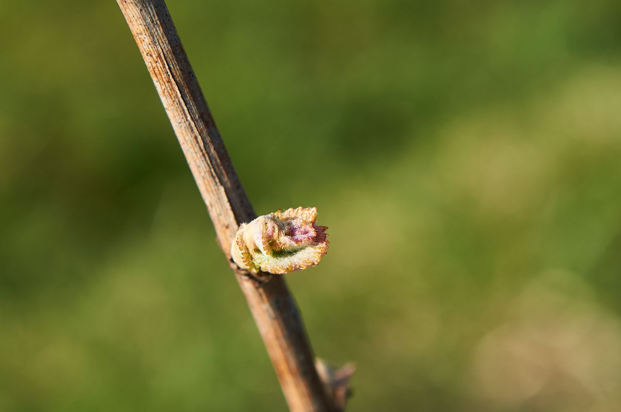 Vignoble Saison Avril BI-0045