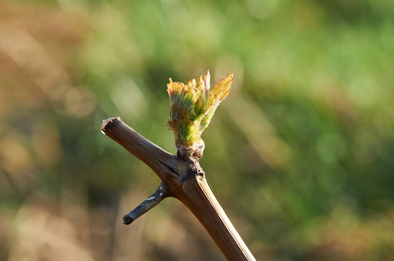 Vignoble Saison Avril BI-0046