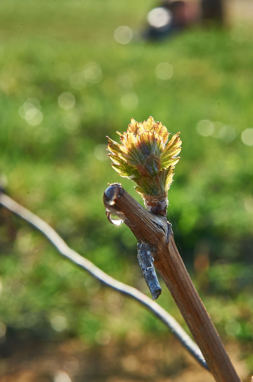 Vignoble Saison Avril BI-0048