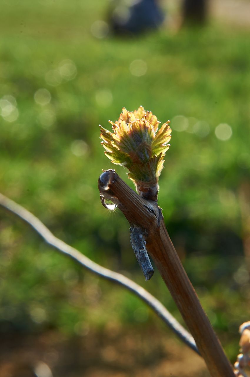 Vignoble Saison Avril BI-0049