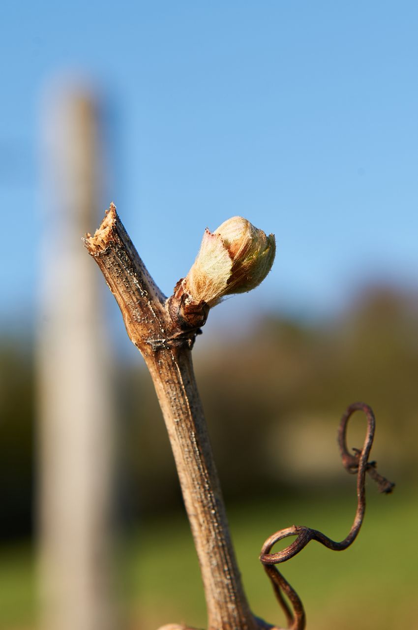 Vignoble Saison Avril BI-0050