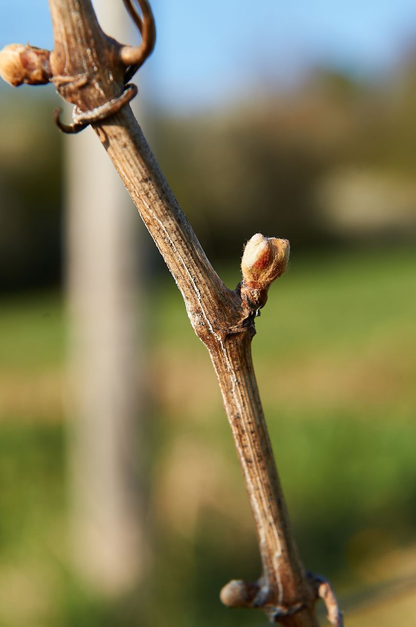 Vignoble Saison Avril BI-0051