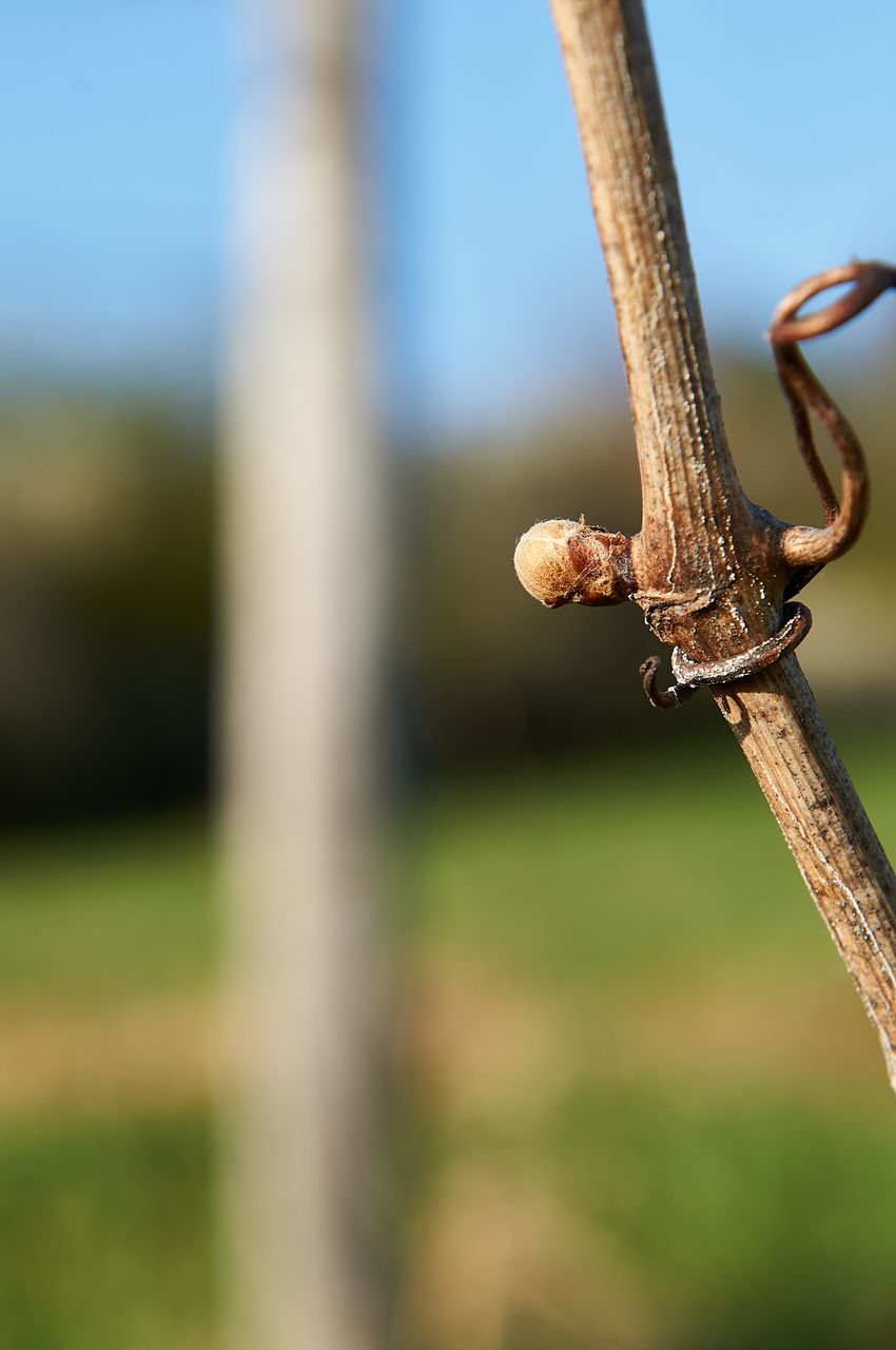 Vignoble Saison Avril BI-0052