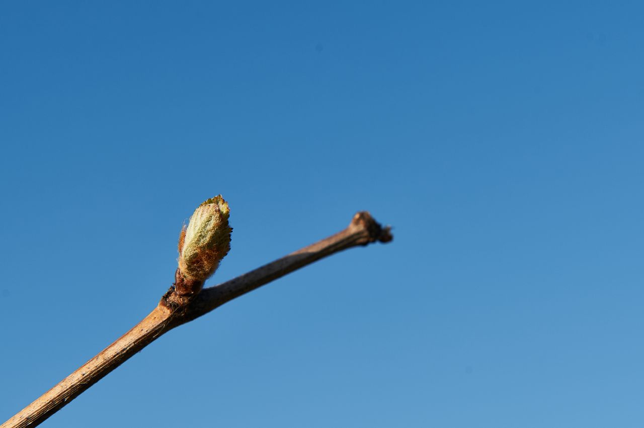 Vignoble Saison Avril BI-0053