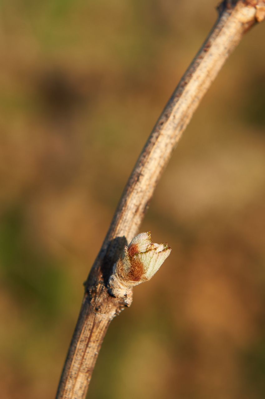 Vignoble Saison Avril BI-0054