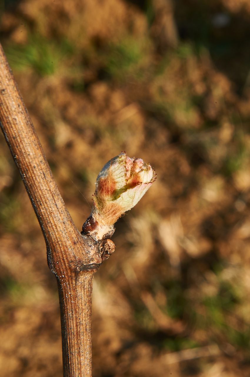Vignoble Saison Avril BI-0055
