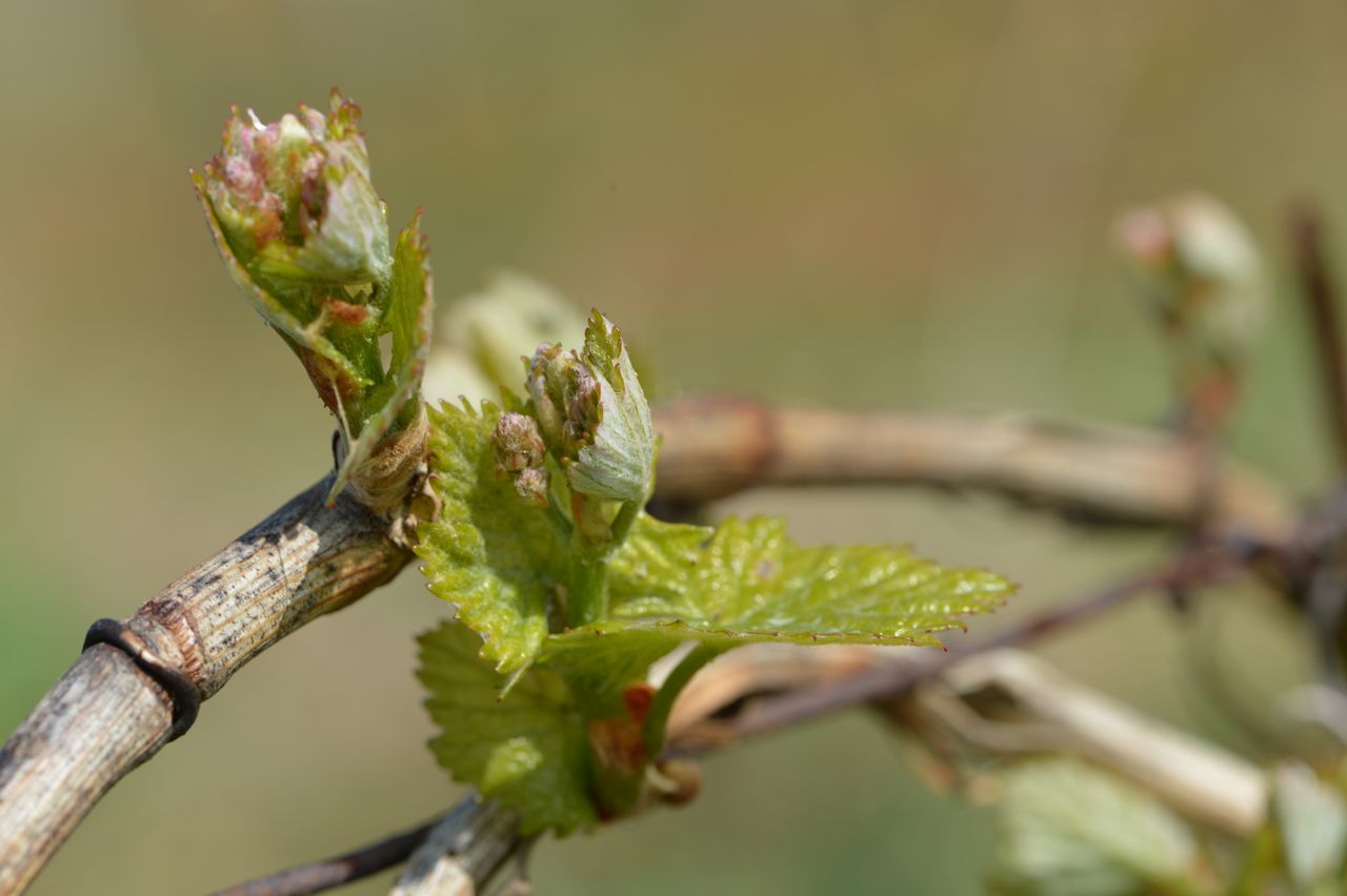 Vignoble Saison Avril 0045