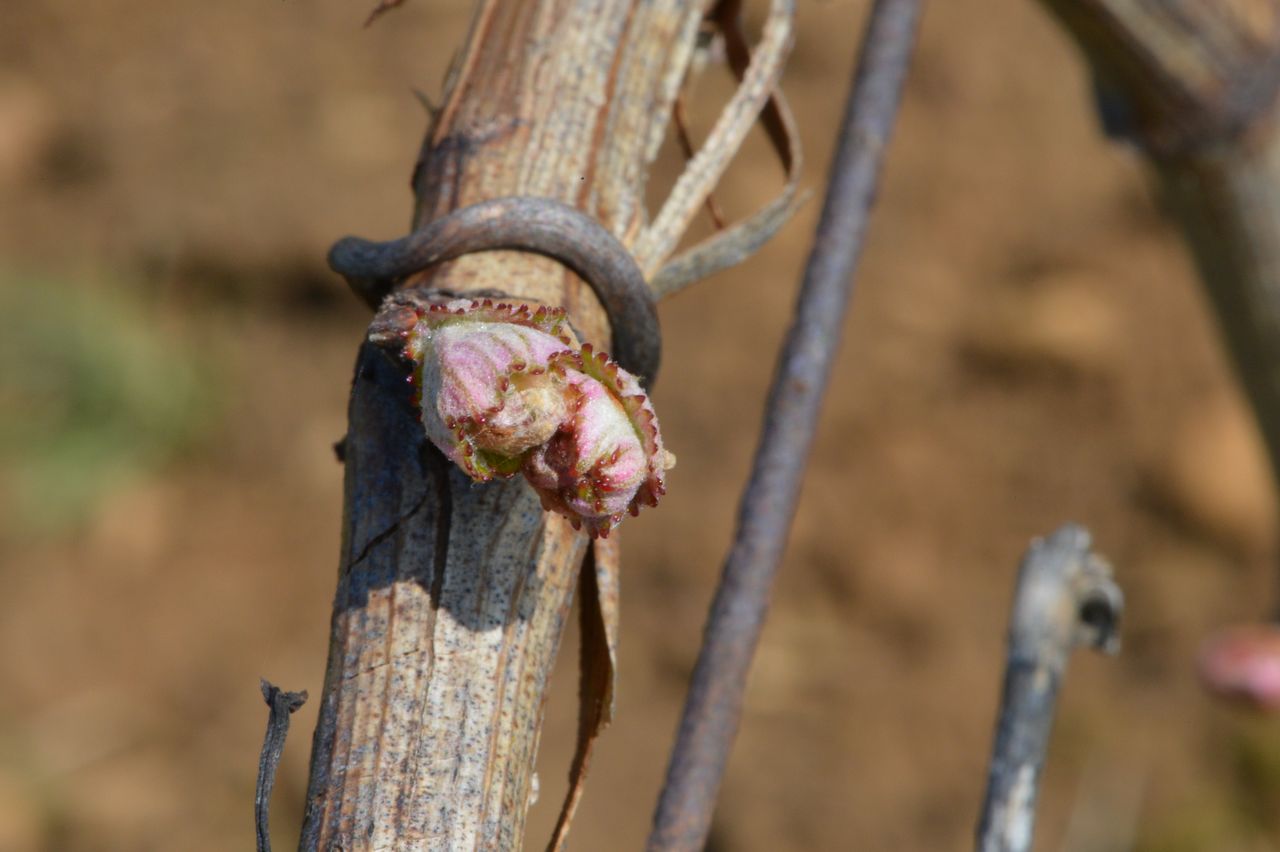 Vignoble Saison Avril 0047