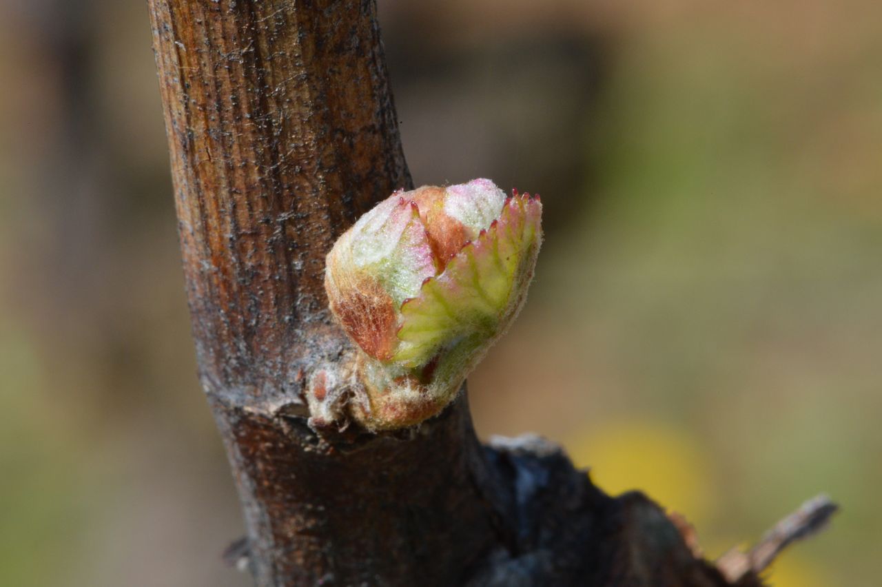 Vignoble Saison Avril 0060