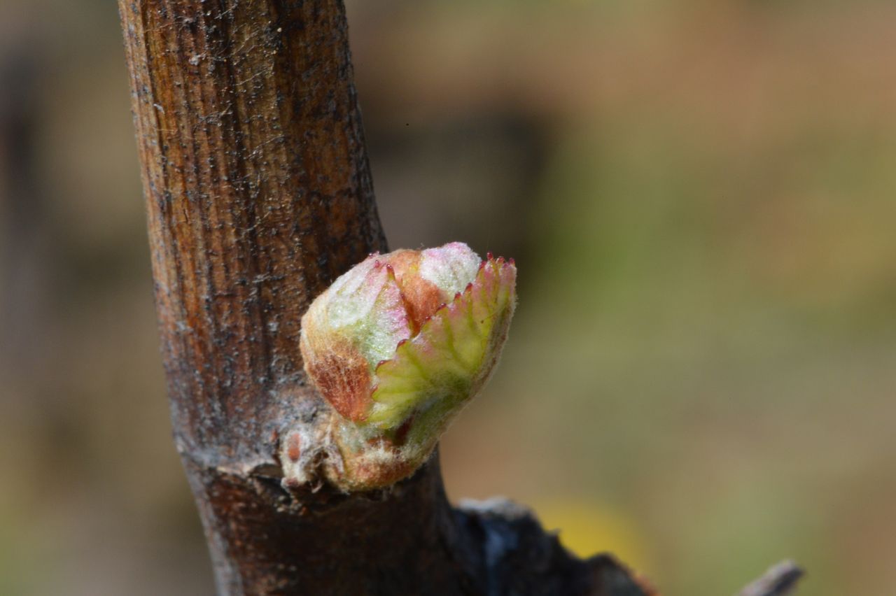 Vignoble Saison Avril 0062