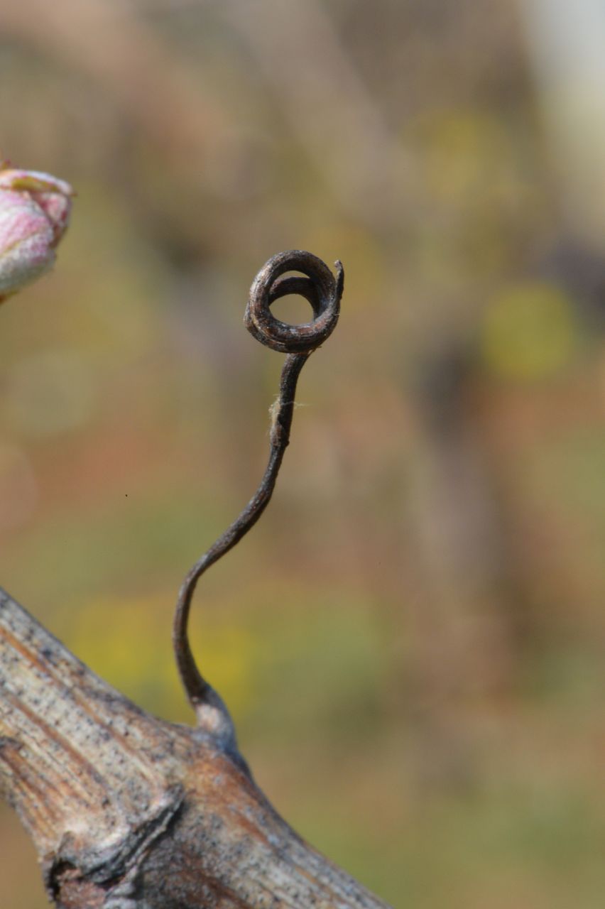 Vignoble Saison Avril 0067