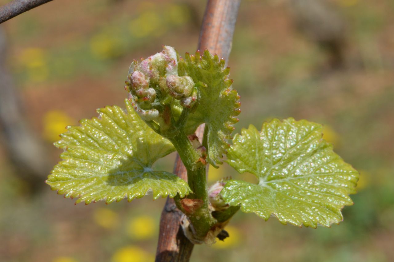 Vignoble Saison Avril 0068
