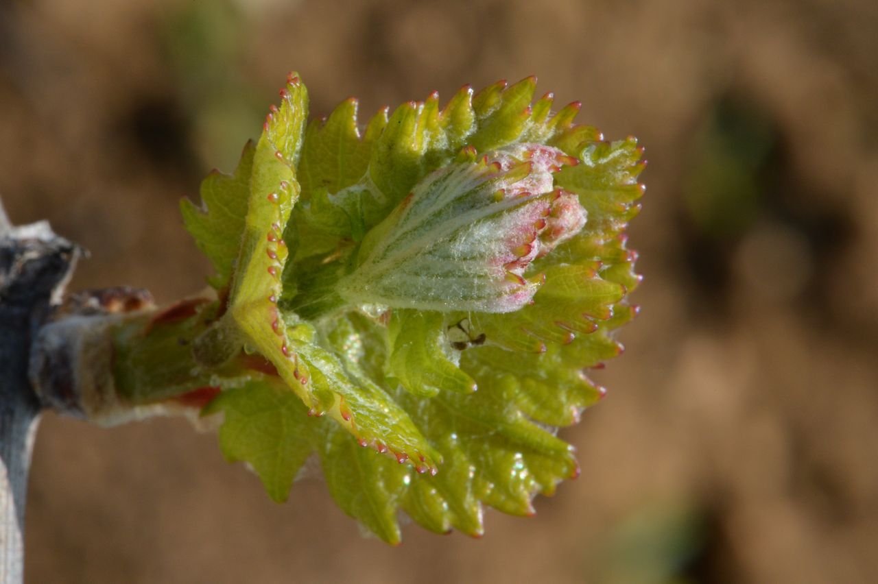 Vignoble Saison Avril 0069