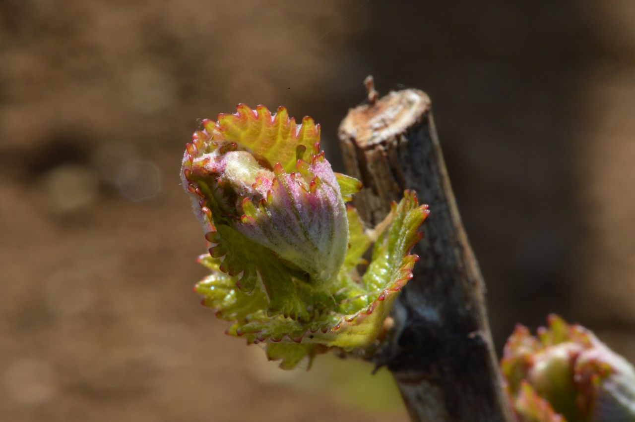 Vignoble Saison Avril 0070