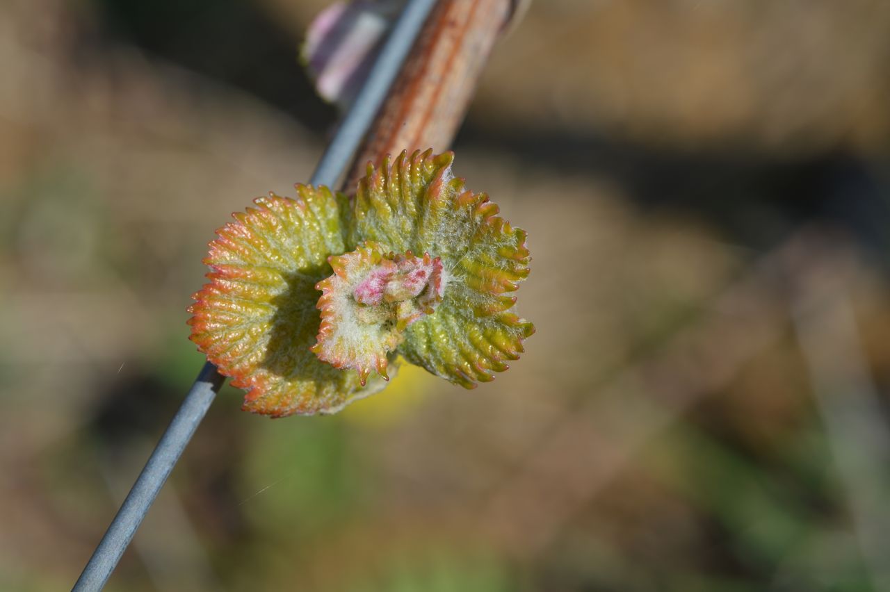 Vignoble Saison Avril 0074