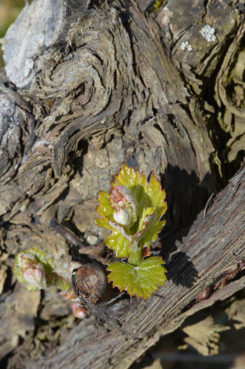 Vignoble Saison Avril 0078