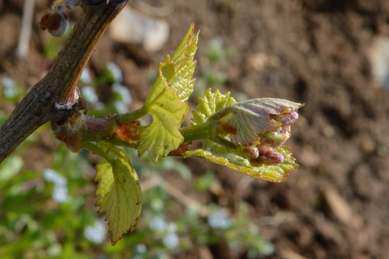 Vignoble Saison Avril 0079