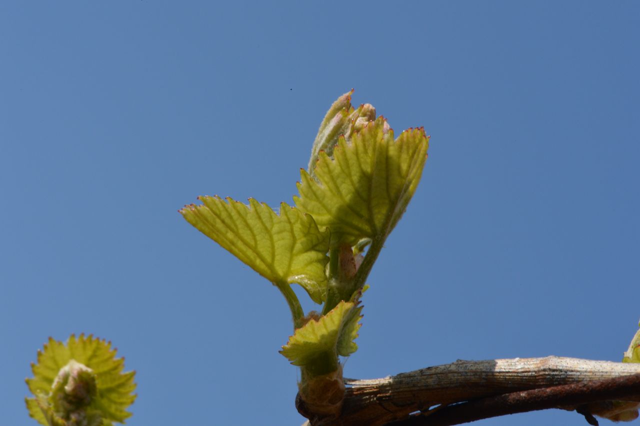 Vignoble Saison Avril 0080