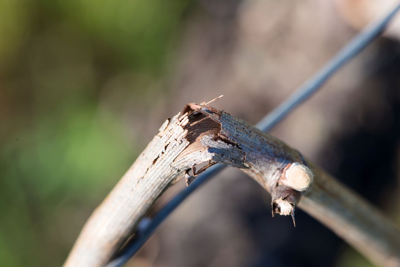 Vignoble Saison Avril 0567