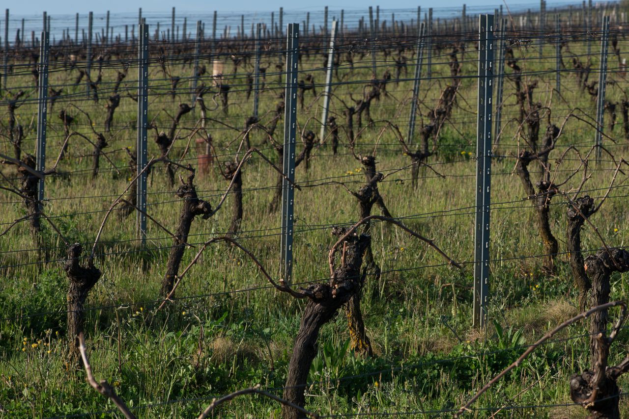 Vignoble Saison Avril 0575