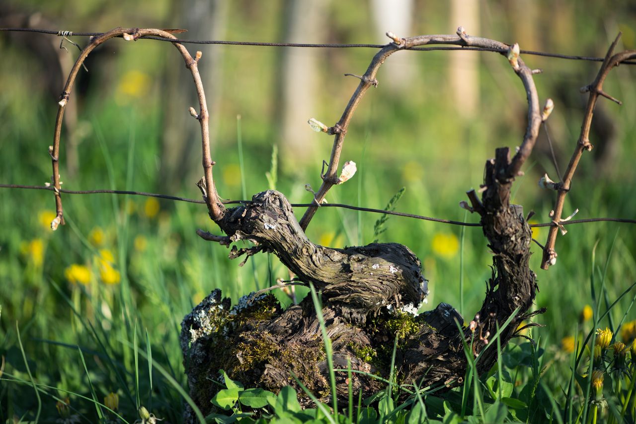 Vignoble Saison Avril 0577