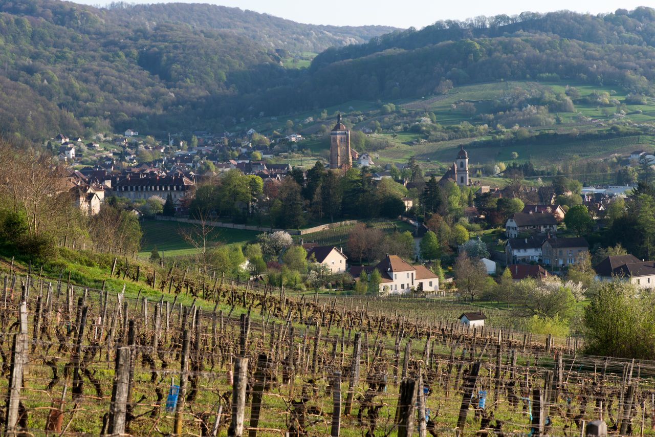 Vignoble Saison Avril 0599