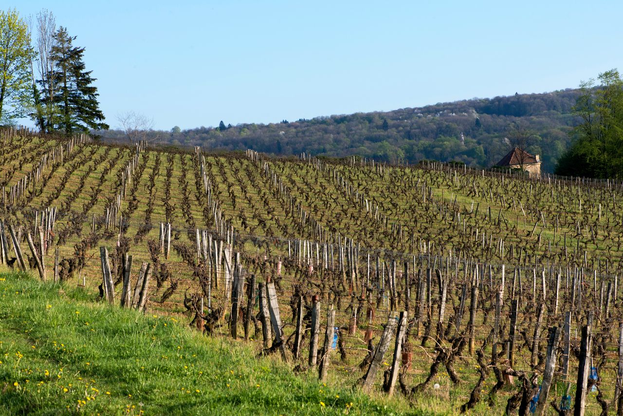 Vignoble Saison Avril 0601