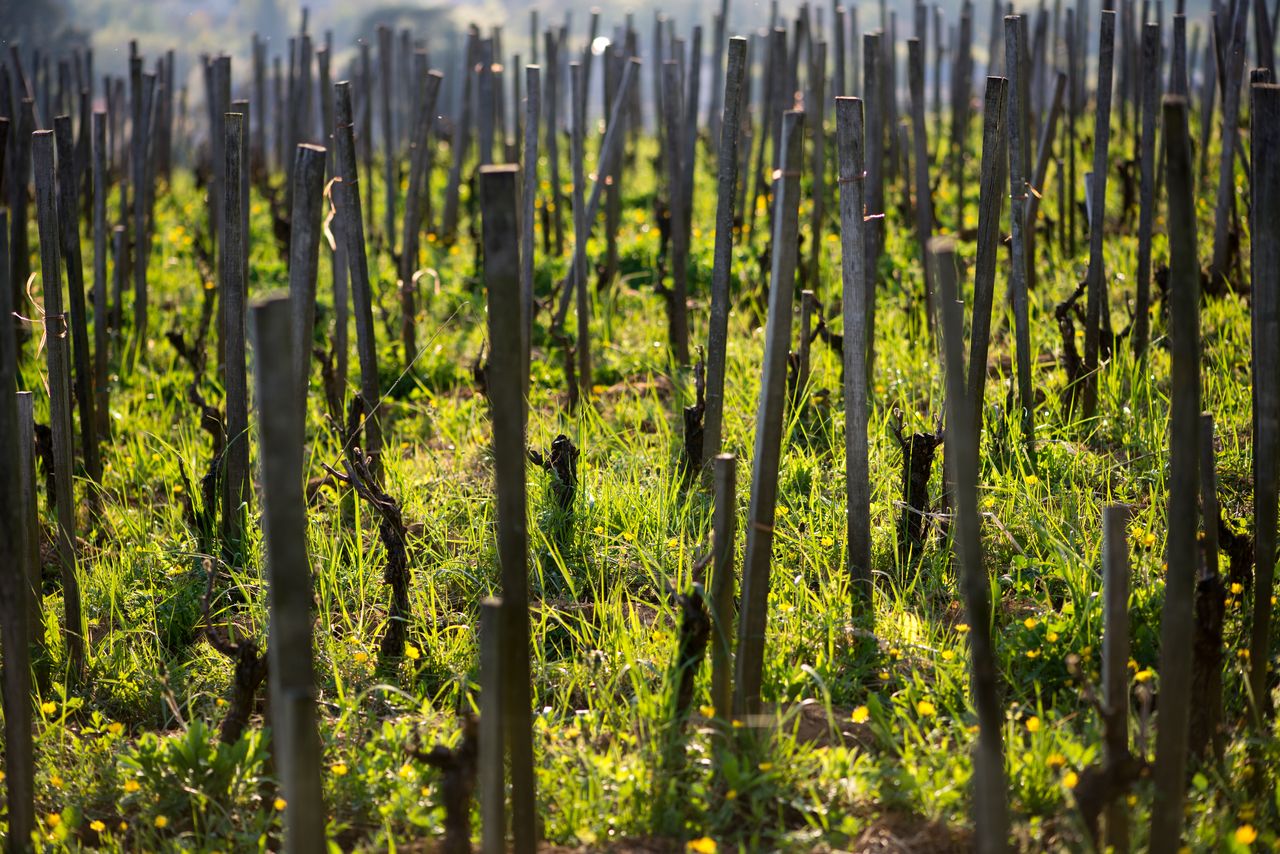 Vignoble Saison Avril 0608