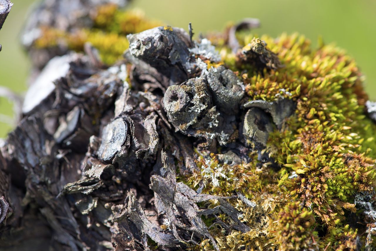 Vignoble Saison Avril MBS_0084