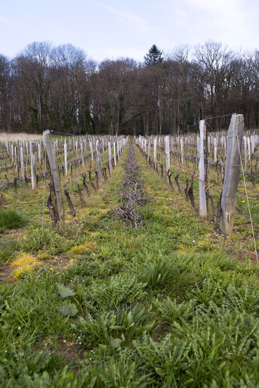 Vignoble Saison Avril VIG_0095