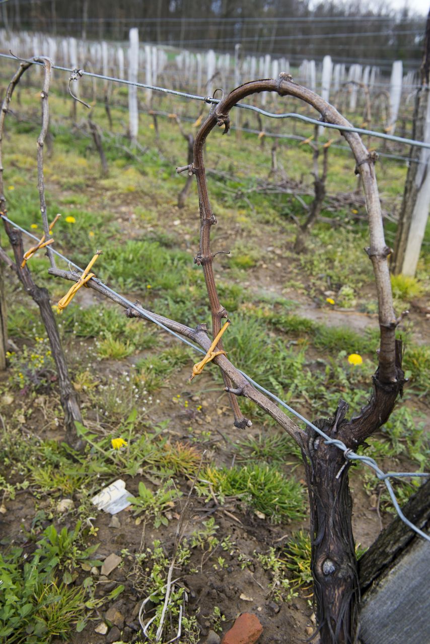 Vignoble Saison Avril VIG_0096