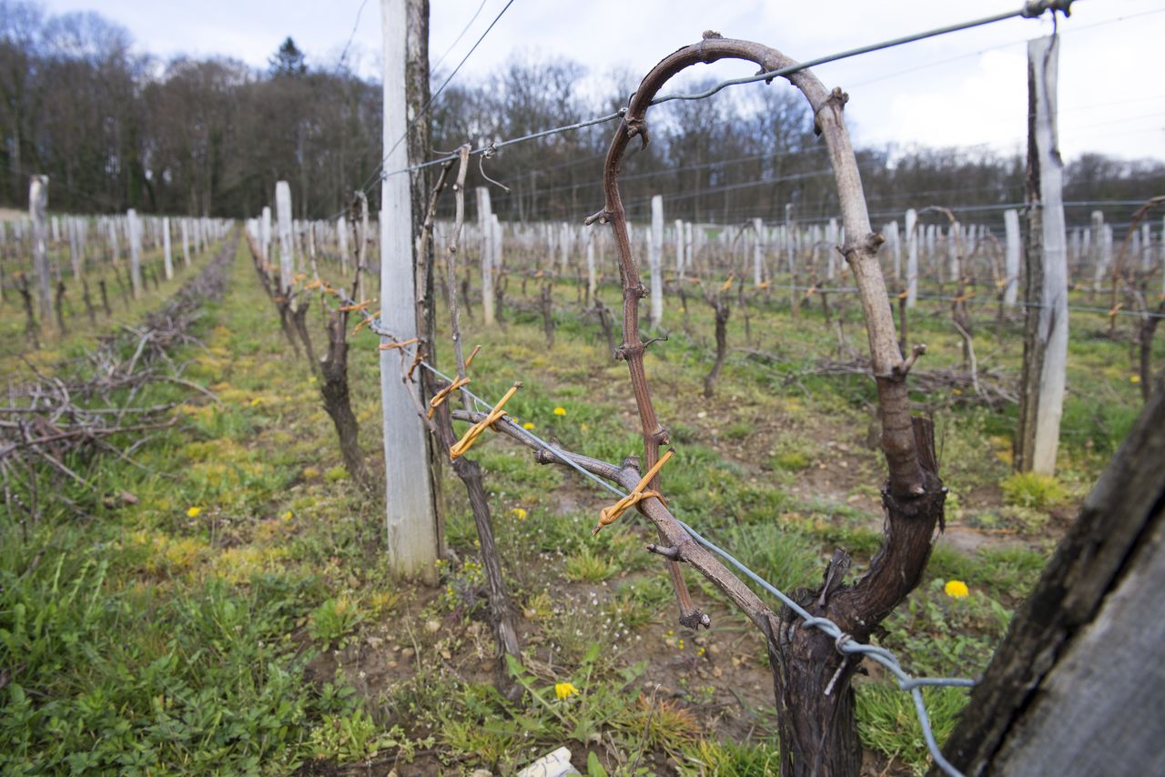 Vignoble Saison Avril VIG_0098