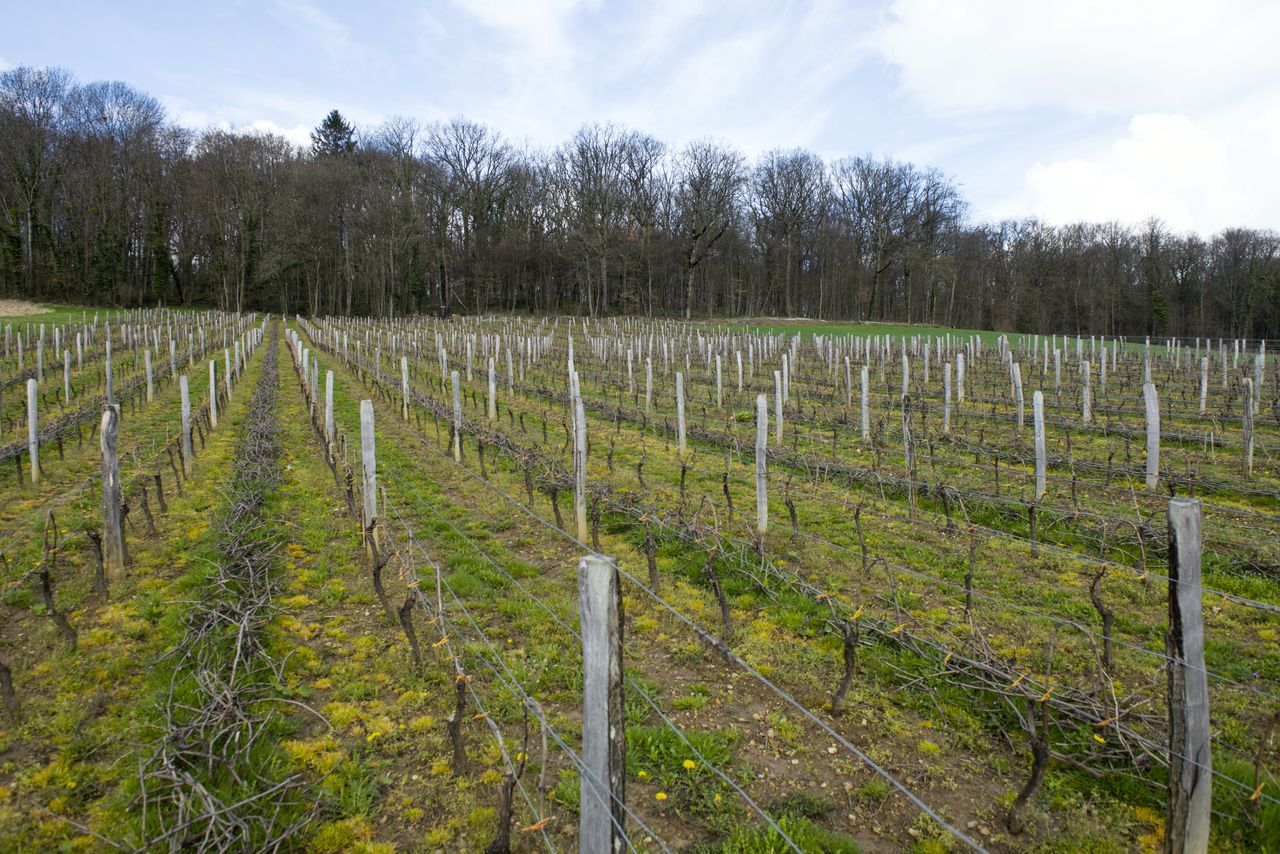 Vignoble Saison Avril VIG_0099