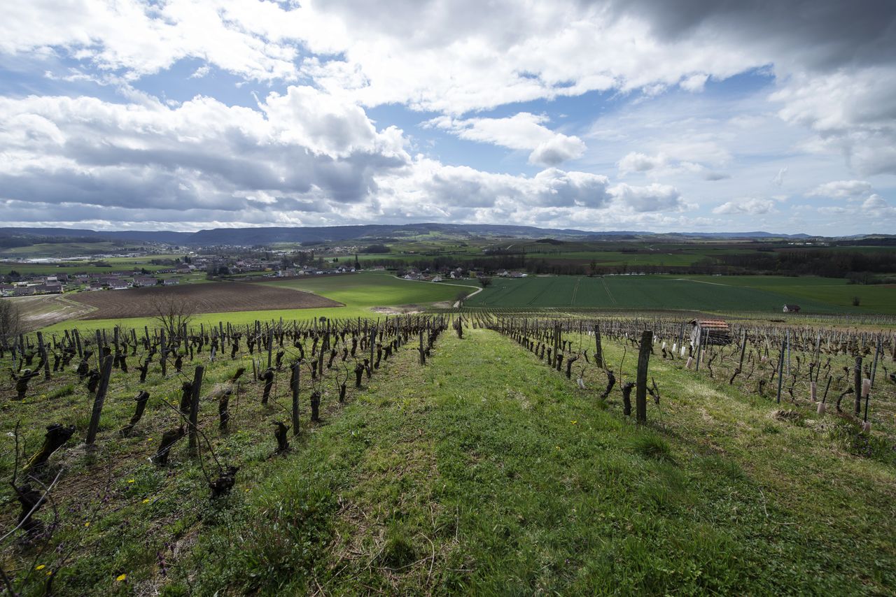Vignoble Saison Avril VIG_0184