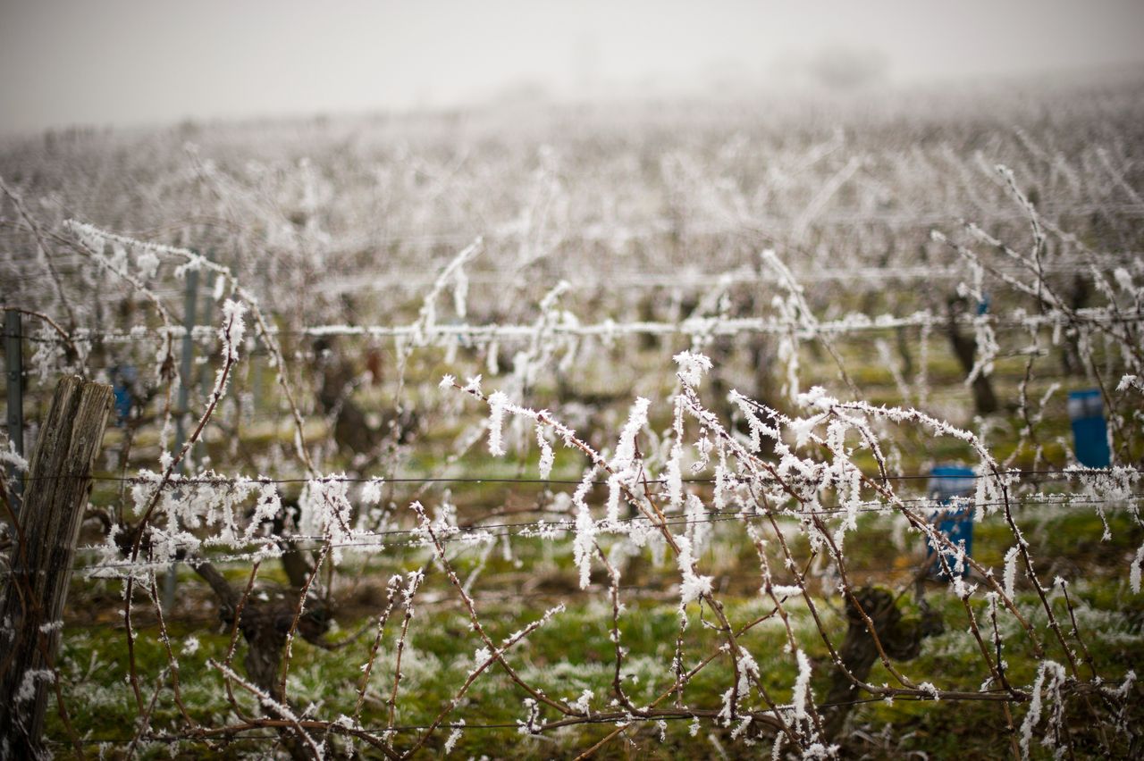 Vignoble Saison Hiver 2330