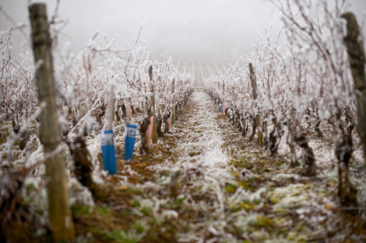 Vignoble Saison Hiver 2334