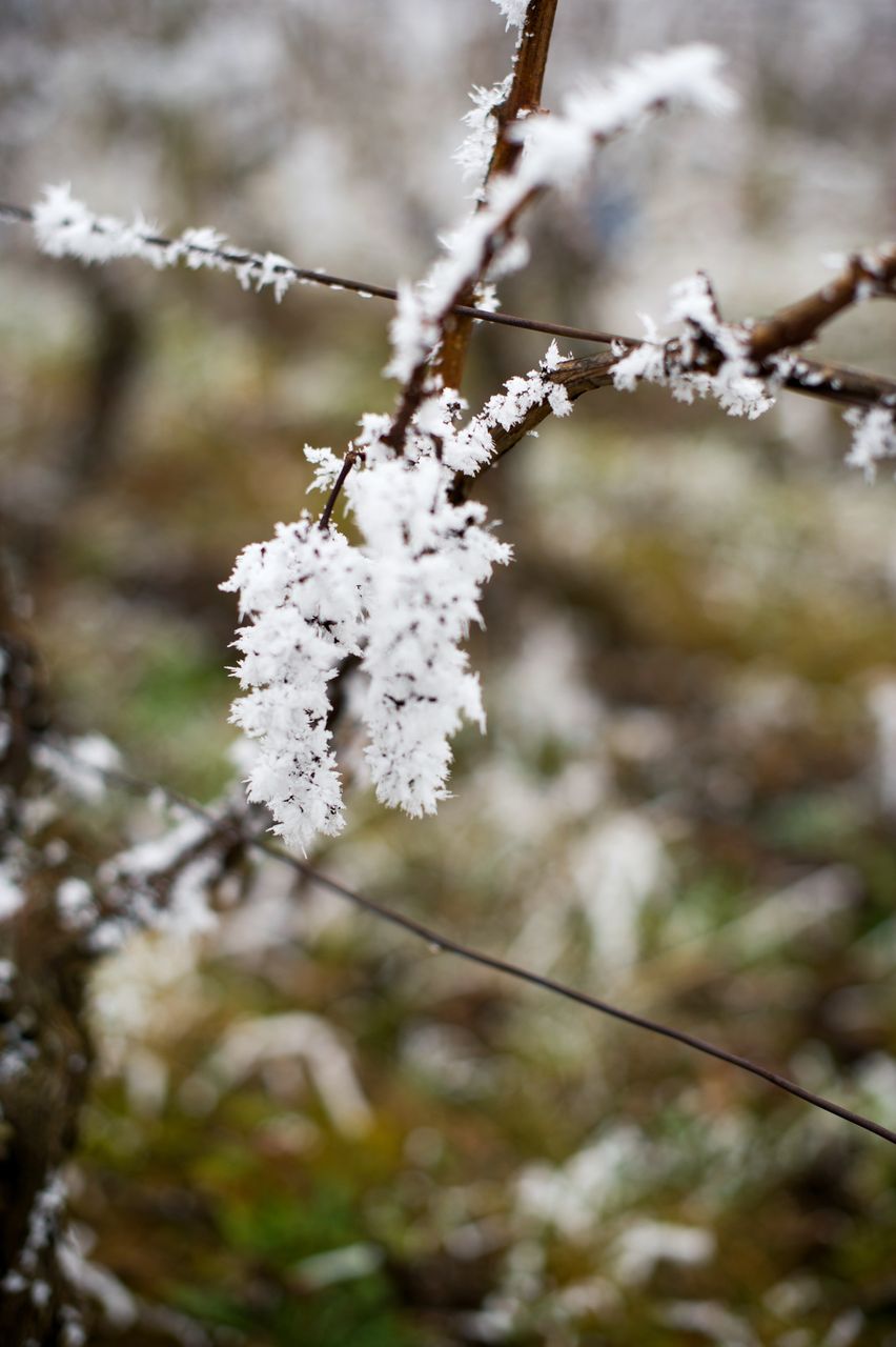 Vignoble Saison Hiver 2335