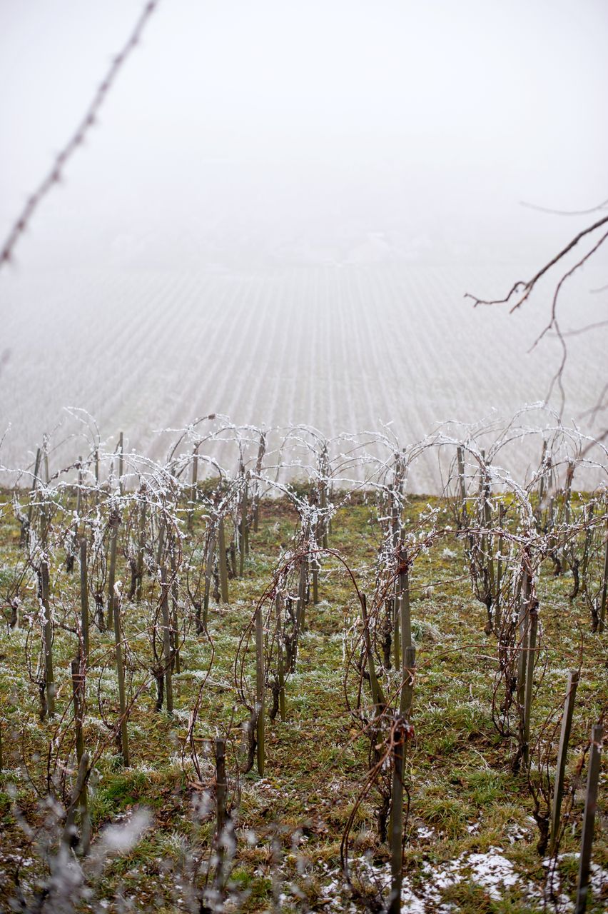 Vignoble Saison Hiver 2340