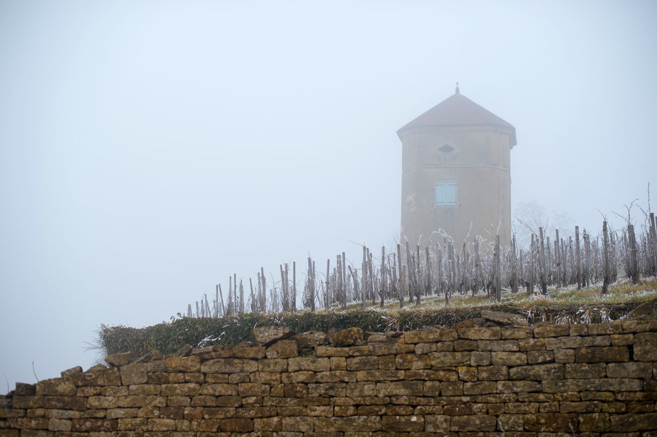 Vignoble Saison Hiver 2344